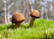 开云体育平台APP-末节风暴！欧文关键19分导演惊天逆转，独行侠国王式翻盘击溃浙江