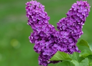 开云体育在线-蒂亚戈末节接管比赛，里昂击败切尔西，一场定义职业生涯的表演